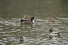 Anas platyrhynchos domesticus