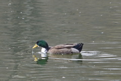 Anas platyrhynchos domesticus