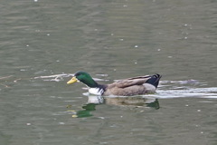 Anas platyrhynchos domesticus