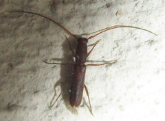 Linopteridius brunneus