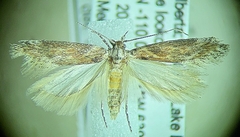Gnorimoschema gibsoniella gall