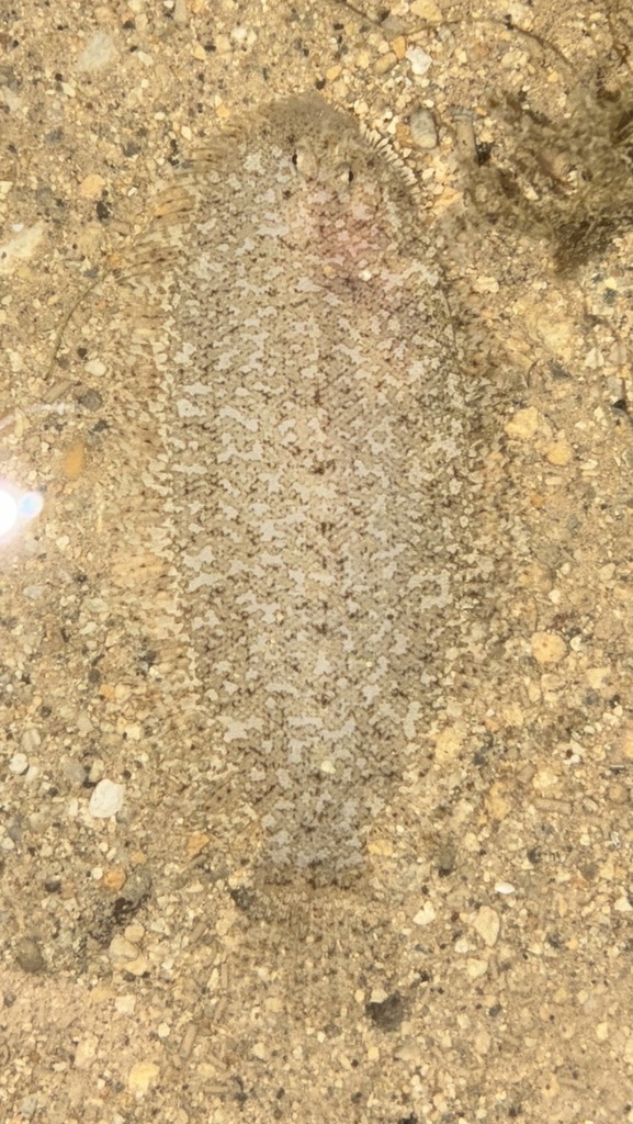 Therese's Sole