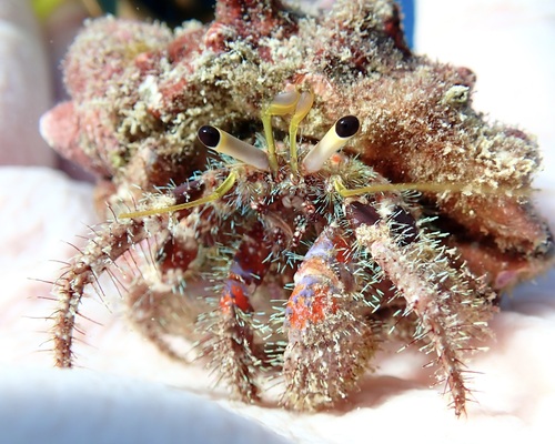 Dardanus sanguinocarpus, 2025-11-30