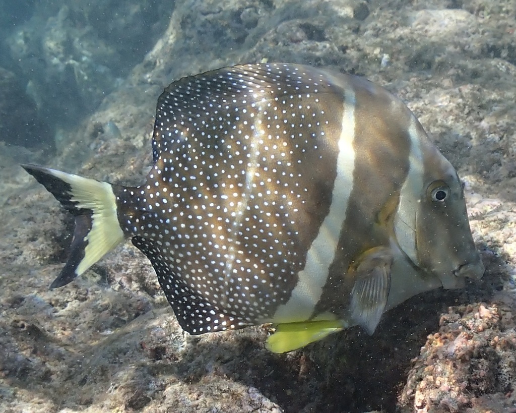Whitespotted surgeonfish