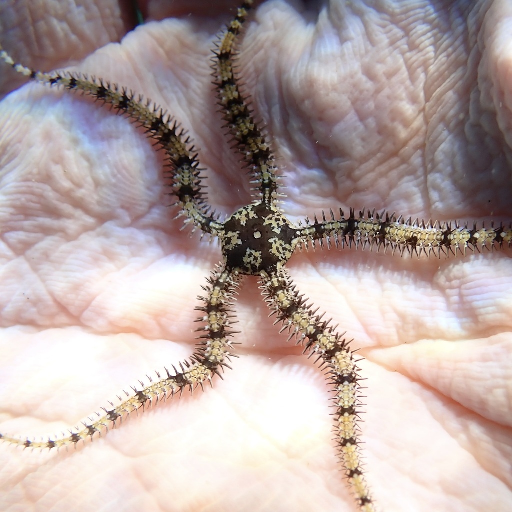 Breviturma krohi