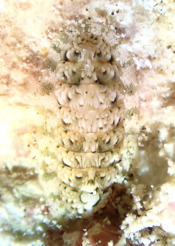 Stenoplax petaloides, 2025-11-30