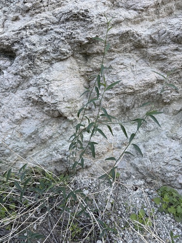 iNaturalist observation photo of Lance-leaved Ditaxis