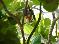 Pteropus aldabrensis