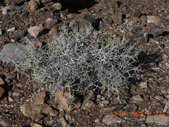 Plocama aucheri