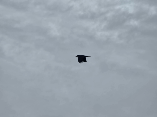 Common Raven photographed in South Carolina