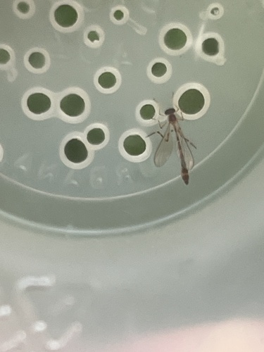 Unknown species found near Winged Deer Park, Johnson City, TN, US
