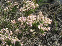 Erica brevifolia