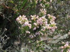 Erica brevifolia