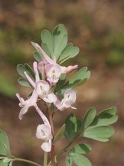 Corydalis glaucescens