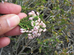 Erica brevifolia