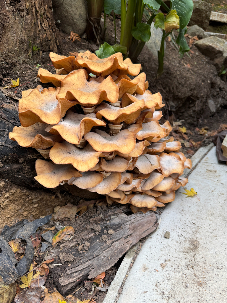 Armillaria mellea · November 2025 · photo: © el-markos (iNaturalist, cc-by)