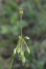 Holosteum glutinosum