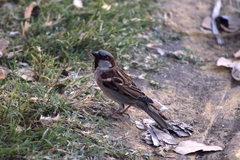 Passer domesticus