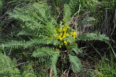 Astragalus chlorodontus