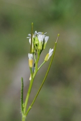 Arabis recta