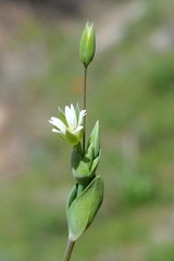 Cerastium perfoliatum