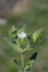 Cerastium dichotomum