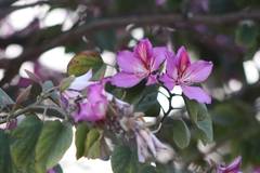 Bauhinia variegata