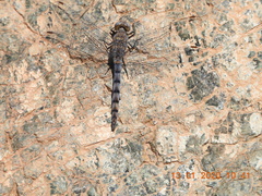 Orthetrum ransonnetii