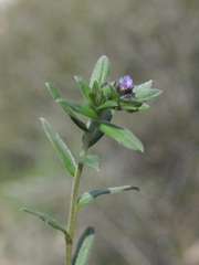 Buglossoides tenuiflora