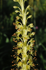 Eremurus fuscus