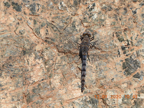 Orthetrum ransonnetii