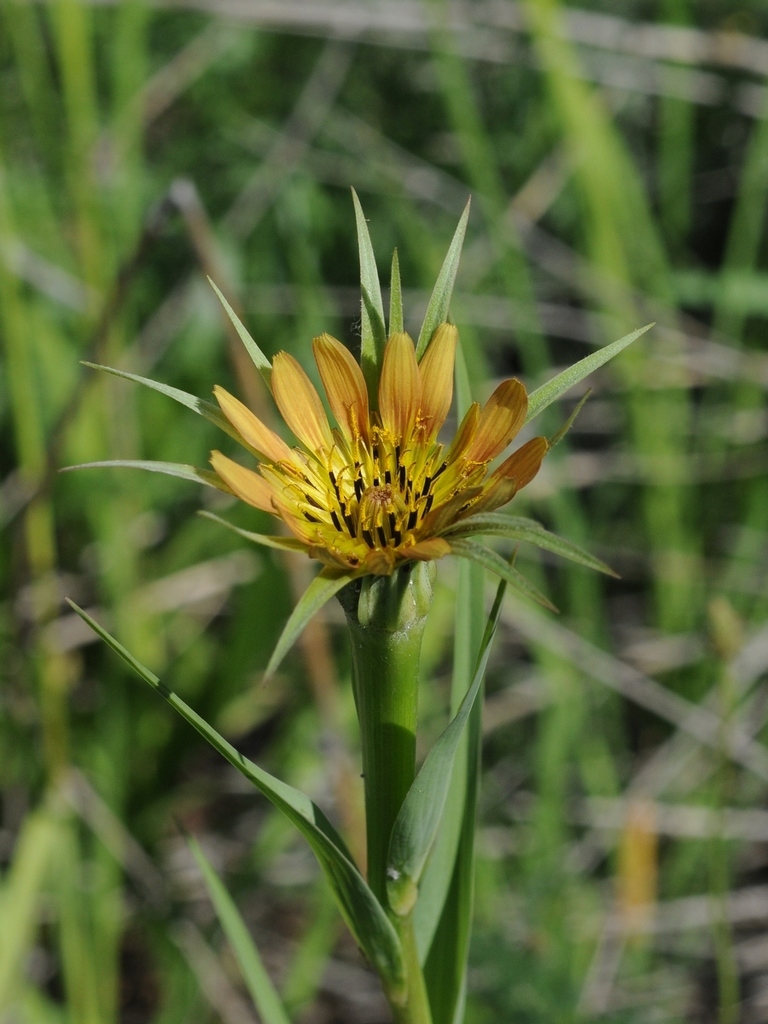 Tragopogon pseudomajor