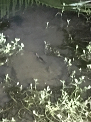 Crocodylia