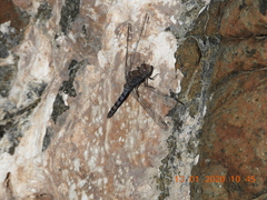 Orthetrum ransonnetii
