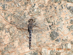 Orthetrum ransonnetii