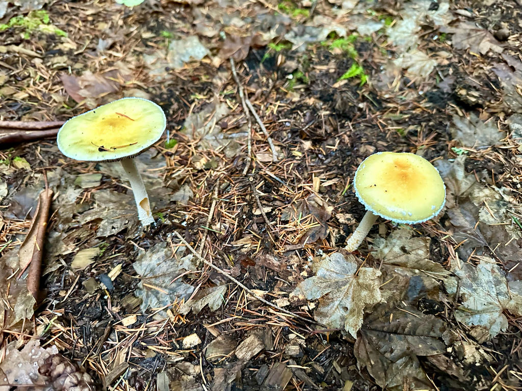 Stropharia ambigua · December 2025 · photo: © srullman (iNaturalist, cc-by)