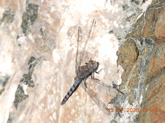Orthetrum ransonnetii