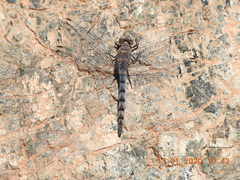 Orthetrum ransonnetii
