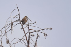 Coccothraustes coccothraustes