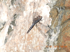Orthetrum ransonnetii
