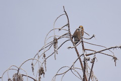 Coccothraustes coccothraustes