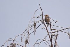 Coccothraustes coccothraustes