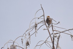 Coccothraustes coccothraustes