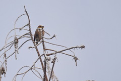 Coccothraustes coccothraustes