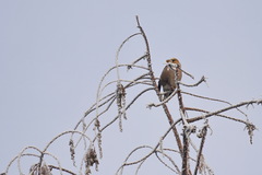 Coccothraustes coccothraustes