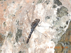 Orthetrum ransonnetii