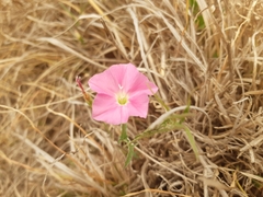 Convolvulus erubescens