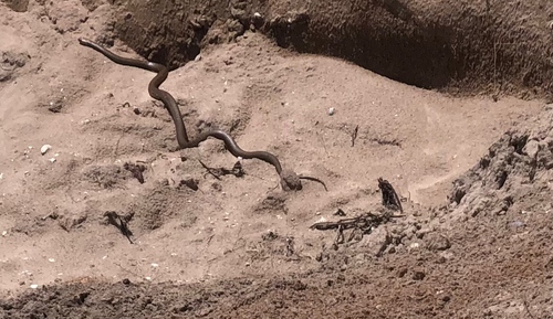 Eastern Brown Snake sighting