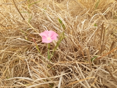 Convolvulus erubescens