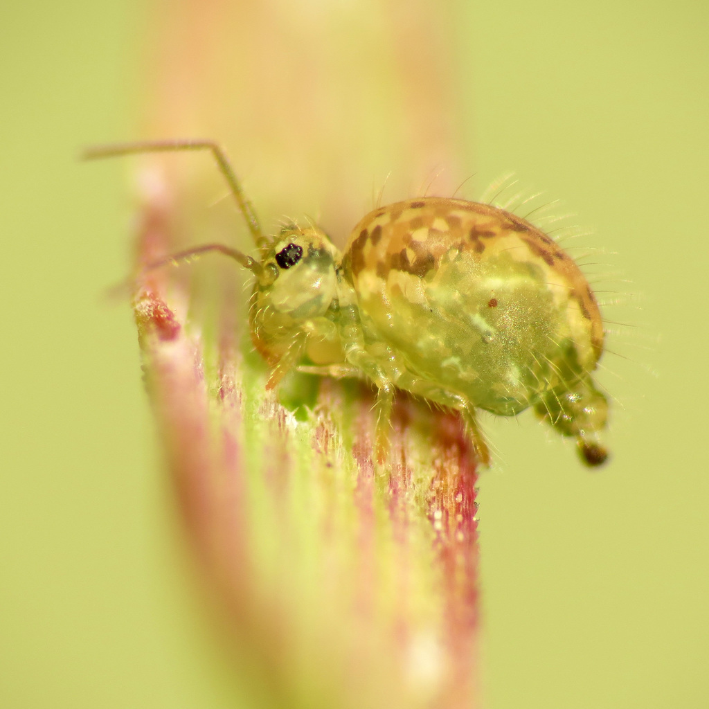 Sminthurus maculatus